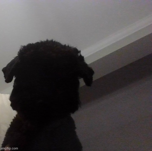 What The Dog Doin - Imgflip