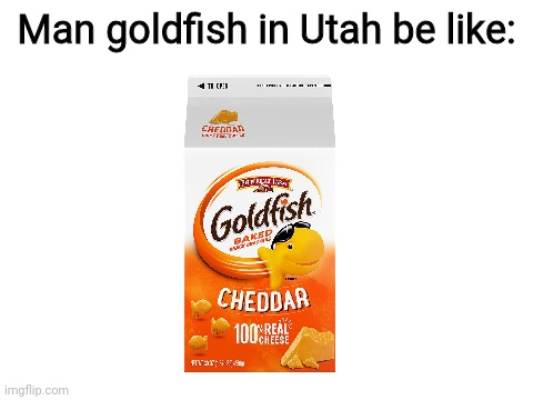 Man they smiling back too | Man goldfish in Utah be like: | image tagged in memes,fun,imgflip,goldfish,utah | made w/ Imgflip meme maker