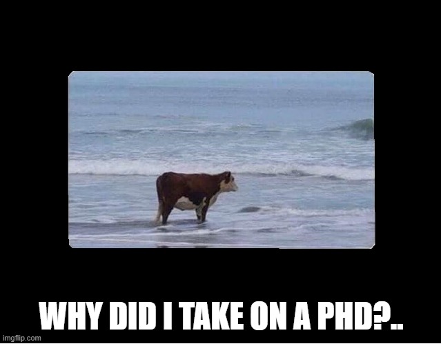 Morning of PhD Life | WHY DID I TAKE ON A PHD?.. | image tagged in cow at the beach | made w/ Imgflip meme maker