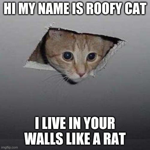 Ceiling Cat Meme | HI MY NAME IS ROOFY CAT; I LIVE IN YOUR WALLS LIKE A RAT | image tagged in memes,ceiling cat | made w/ Imgflip meme maker