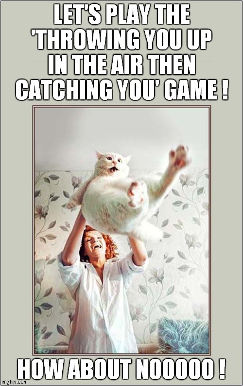 Cat Doesn't Want To Play The Game ! | LET'S PLAY THE 'THROWING YOU UP IN THE AIR THEN CATCHING YOU' GAME ! HOW ABOUT NOOOOO ! | image tagged in cats,playing,games | made w/ Imgflip meme maker