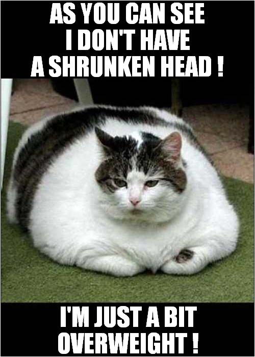 It's That Fat Cat Meme ! | AS YOU CAN SEE
I DON'T HAVE A SHRUNKEN HEAD ! I'M JUST A BIT
OVERWEIGHT ! | image tagged in cats,fat cat,original | made w/ Imgflip meme maker