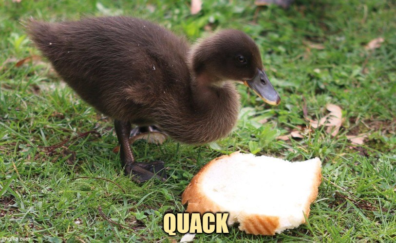 Post this duck | QUACK | image tagged in post this duck,ducks,cute animals,you must post it | made w/ Imgflip meme maker