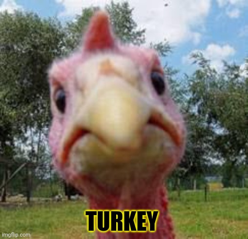 Post this Turkey | TURKEY | image tagged in turkey,post this turkey,thanksgiving,cute animals | made w/ Imgflip meme maker