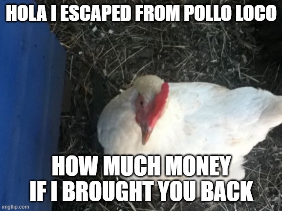 chickens be like this :3 |  HOLA I ESCAPED FROM POLLO LOCO; HOW MUCH MONEY IF I BROUGHT YOU BACK | image tagged in memes,angry chicken boss | made w/ Imgflip meme maker