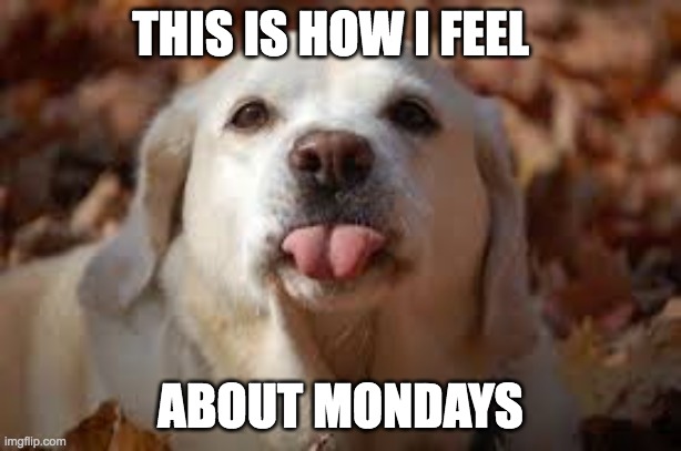 Dog Sticking Tongue Out |  THIS IS HOW I FEEL; ABOUT MONDAYS | image tagged in dog sticking tongue out | made w/ Imgflip meme maker
