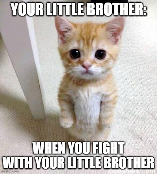 little brother | YOUR LITTLE BROTHER:; WHEN YOU FIGHT WITH YOUR LITTLE BROTHER | image tagged in memes,cute cat | made w/ Imgflip meme maker