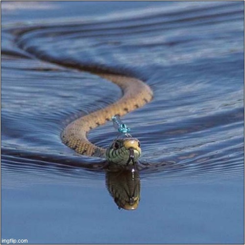 Dragonfly On Swimming Snake | image tagged in dragonfly,snake,swimming | made w/ Imgflip meme maker