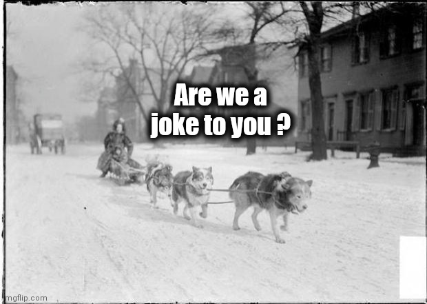 Dog Sled | Are we a
joke to you ? | image tagged in dog sled | made w/ Imgflip meme maker