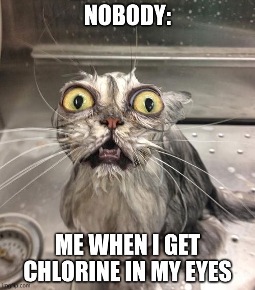 I don't like pools lol | NOBODY:; ME WHEN I GET CHLORINE IN MY EYES | image tagged in wet cat | made w/ Imgflip meme maker