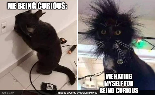 Curious... | ME BEING CURIOUS:; ME HATING MYSELF FOR BEING CURIOUS | image tagged in crazy,curious,cats | made w/ Imgflip meme maker