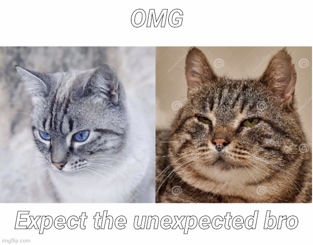 Expectations VS Reality Cats (un-messed up) | OMG Expect the unexpected bro | image tagged in expectations vs reality cats un-messed up | made w/ Imgflip meme maker