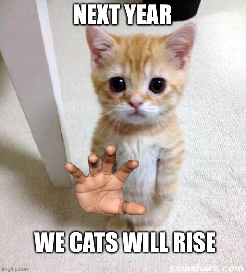 Cute Cat | NEXT YEAR; WE CATS WILL RISE | image tagged in memes,cute cat | made w/ Imgflip meme maker