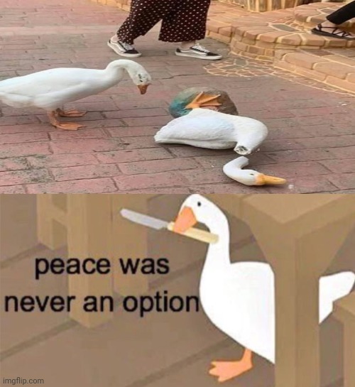 Poor broken thing | image tagged in untitled goose peace was never an option,you had one job,you had one job just the one,funny,memes,animals | made w/ Imgflip meme maker