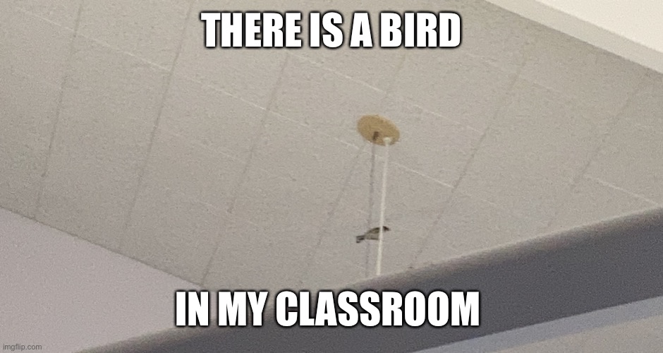 It’s still here | THERE IS A BIRD; IN MY CLASSROOM | image tagged in there is,a,bird,in my classroom,school | made w/ Imgflip meme maker