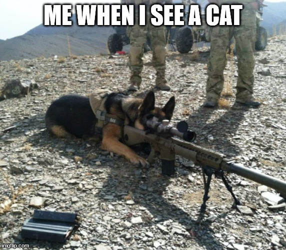 Cats should not exist at all | ME WHEN I SEE A CAT | image tagged in sniper dog | made w/ Imgflip meme maker