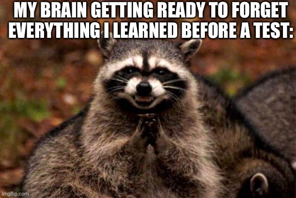 anyways I had a math test today | MY BRAIN GETTING READY TO FORGET EVERYTHING I LEARNED BEFORE A TEST: | image tagged in memes,evil plotting raccoon,test,forgetful,scumbag brain,meme | made w/ Imgflip meme maker