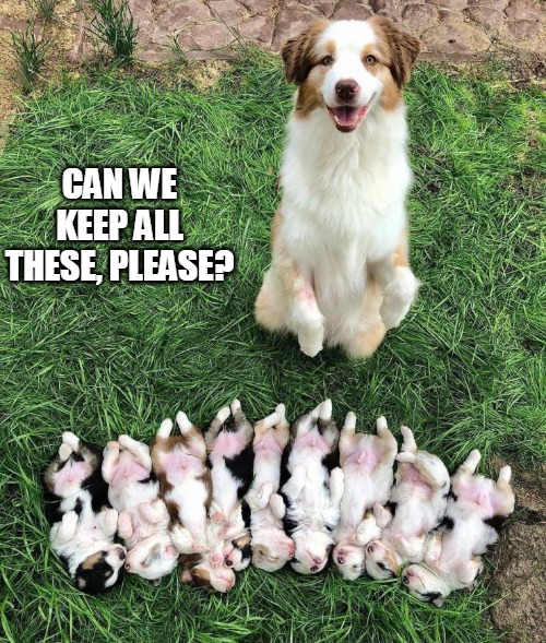 Canine Blessings | CAN WE KEEP ALL THESE, PLEASE? | image tagged in meme,memes,dog,dogs,puppies | made w/ Imgflip meme maker