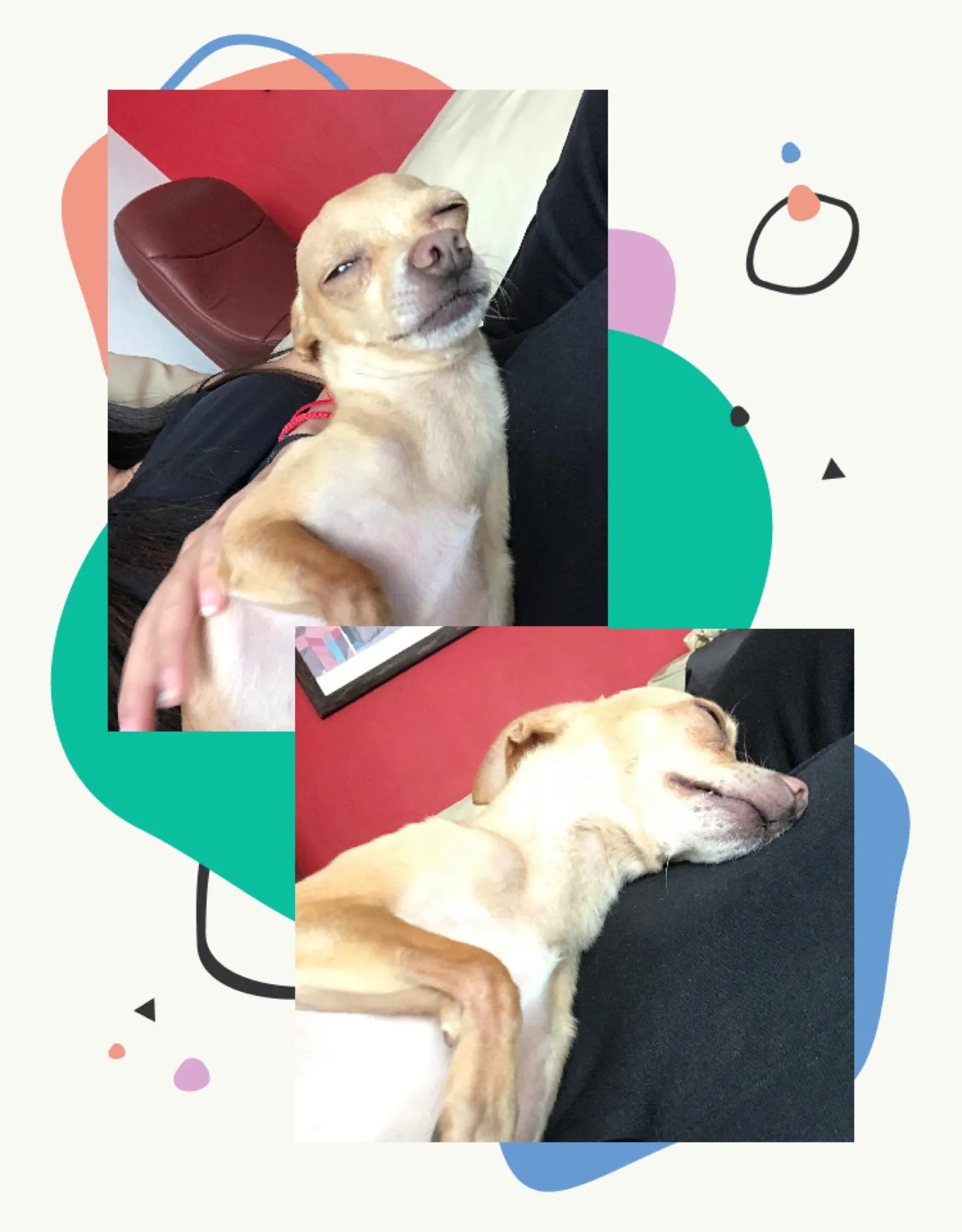 Chihuahua Blank Meme Template