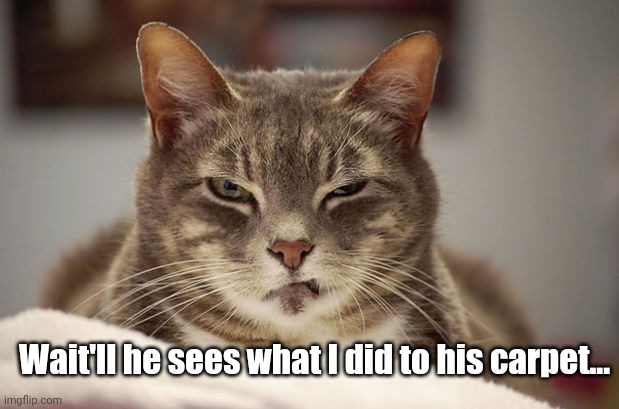 smug cat | Wait'll he sees what I did to his carpet... | image tagged in smug cat | made w/ Imgflip meme maker