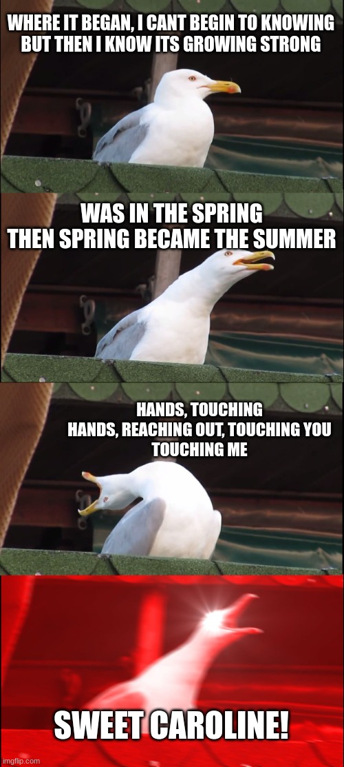 neil seagull | WHERE IT BEGAN, I CANT BEGIN TO KNOWING
BUT THEN I KNOW ITS GROWING STRONG; WAS IN THE SPRING
THEN SPRING BECAME THE SUMMER; HANDS, TOUCHING HANDS, REACHING OUT, TOUCHING YOU
TOUCHING ME; SWEET CAROLINE! | image tagged in memes,inhaling seagull | made w/ Imgflip meme maker