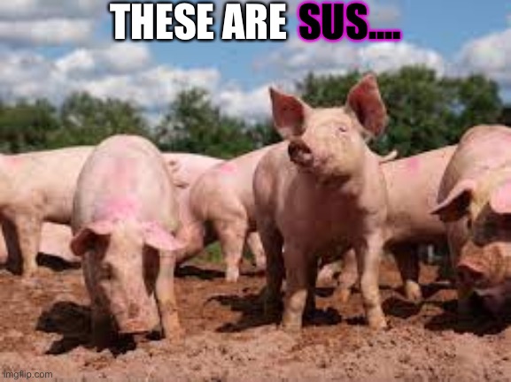 pigs | THESE ARE; SUS.... | image tagged in sus domesticus,sus,pigs | made w/ Imgflip meme maker