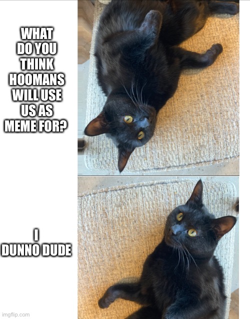 Echo cat meme | WHAT DO YOU THINK HOOMANS WILL USE US AS MEME FOR? I DUNNO DUDE | image tagged in cats | made w/ Imgflip meme maker