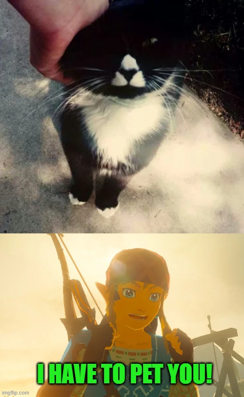 TRIFORCE CAT | I HAVE TO PET YOU! | image tagged in memes,cats,link,the legend of zelda,the legend of zelda breath of the wild | made w/ Imgflip meme maker