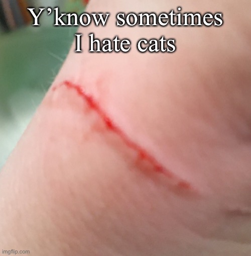 Y’know sometimes I hate cats | made w/ Imgflip meme maker