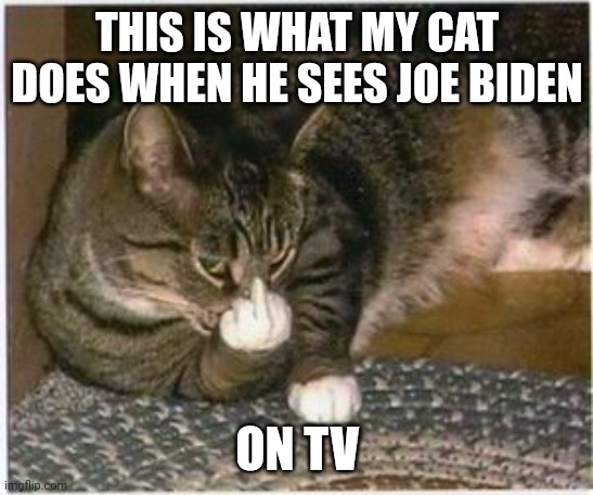 Cat | THIS IS WHAT MY CAT DOES WHEN HE SEES JOE BIDEN; ON TV | image tagged in cat | made w/ Imgflip meme maker
