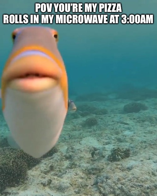 staring fish | POV YOU’RE MY PIZZA ROLLS IN MY MICROWAVE AT 3:00AM | image tagged in staring fish | made w/ Imgflip meme maker