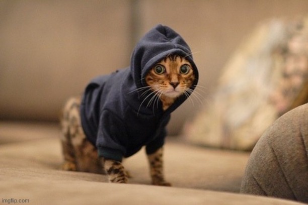 Hoody Cat | image tagged in memes,hoody cat | made w/ Imgflip meme maker
