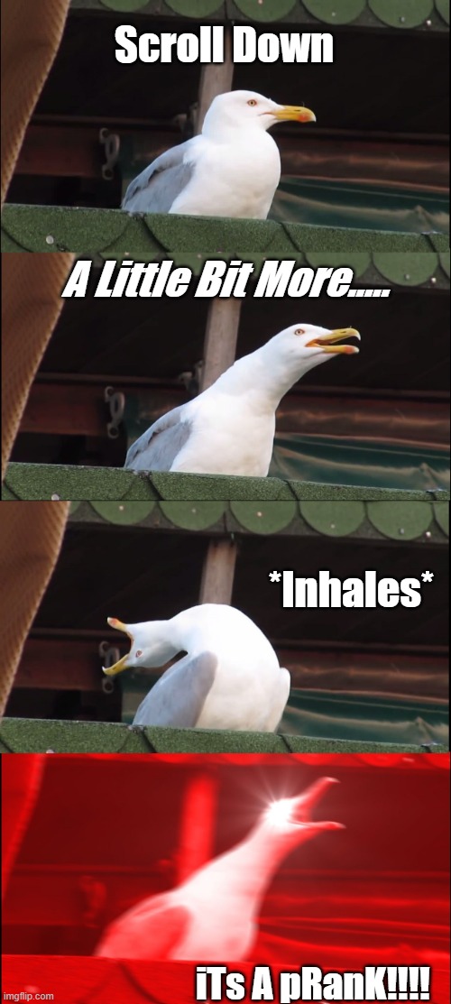 Inhaling Seagull Meme | Scroll Down; A Little Bit More..... *Inhales*; iTs A pRanK!!!! | image tagged in memes,inhaling seagull | made w/ Imgflip meme maker