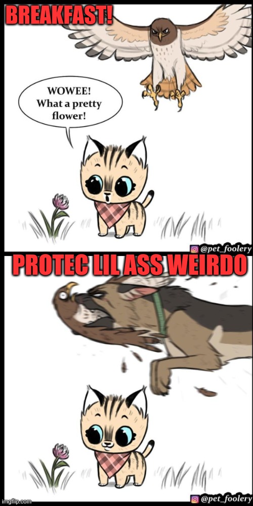 Protec | BREAKFAST! PROTEC LIL ASS WEIRDO | image tagged in brutus and pixie,danger,stranger,5 star thief,hacker,tear tags off pillows | made w/ Imgflip meme maker