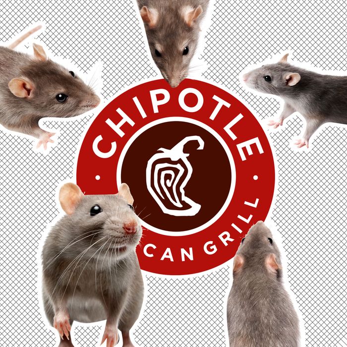 rats taking over Chipotle Blank Meme Template