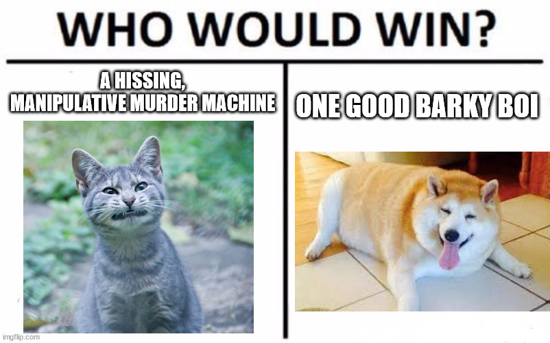 Who Would Win? | A HISSING, MANIPULATIVE MURDER MACHINE; ONE GOOD BARKY BOI | image tagged in memes,who would win,dogs,dogs are awesome,cats are terrible,stop reading the tags | made w/ Imgflip meme maker