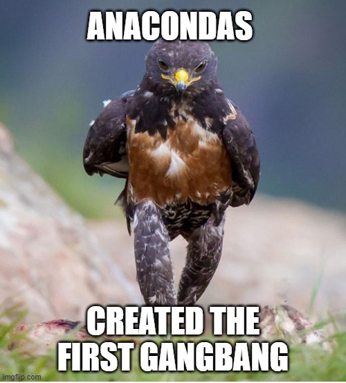 Wondering Wandering Falcon | ANACONDAS; CREATED THE FIRST GANGBANG | image tagged in wondering wandering falcon,animal facts,sexy beast | made w/ Imgflip meme maker