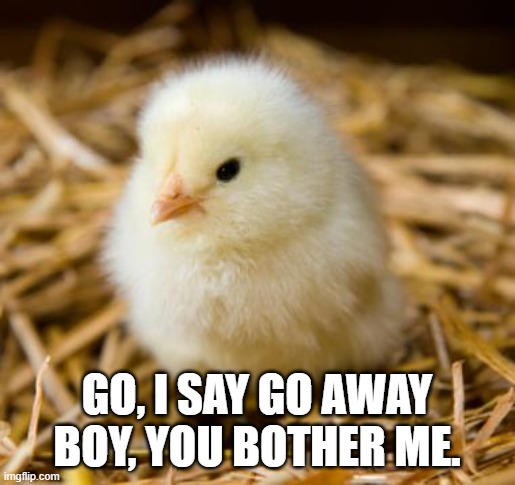 Baby Chicken | GO, I SAY GO AWAY BOY, YOU BOTHER ME. | image tagged in baby chicken | made w/ Imgflip meme maker