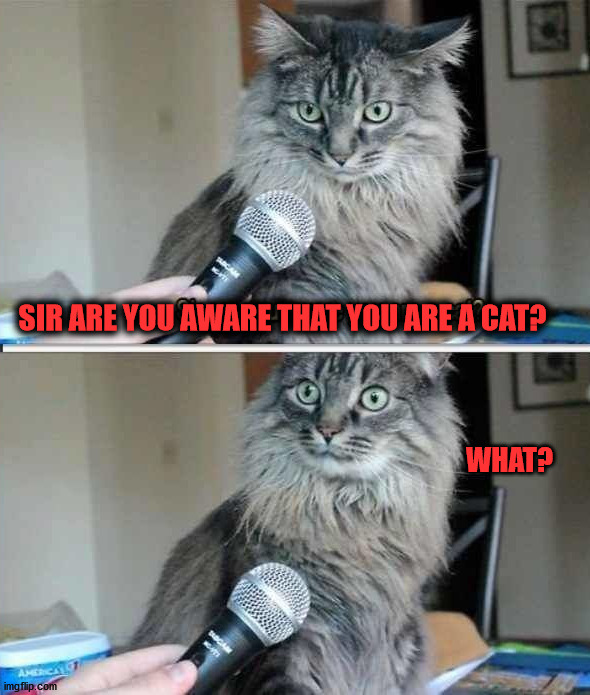 SIR ARE YOU AWARE THAT YOU ARE A CAT? WHAT? | image tagged in cats | made w/ Imgflip meme maker