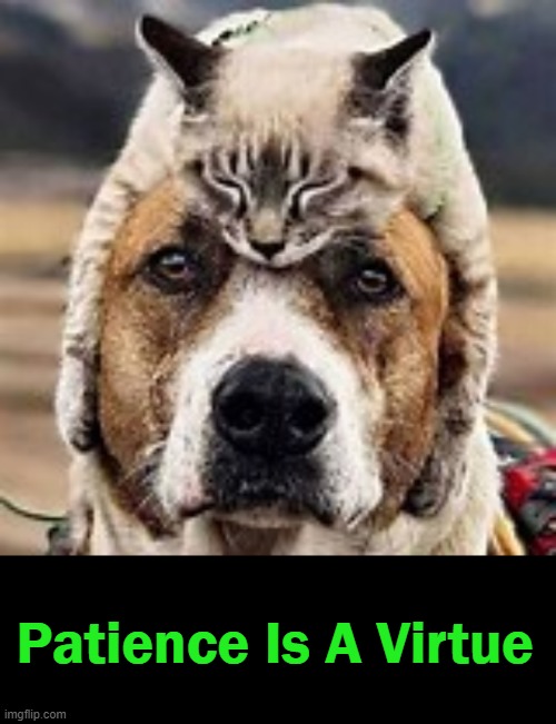 And This Dog Has It.... | Patience Is A Virtue | image tagged in fun,dog,cat,gotta love animals,smile | made w/ Imgflip meme maker