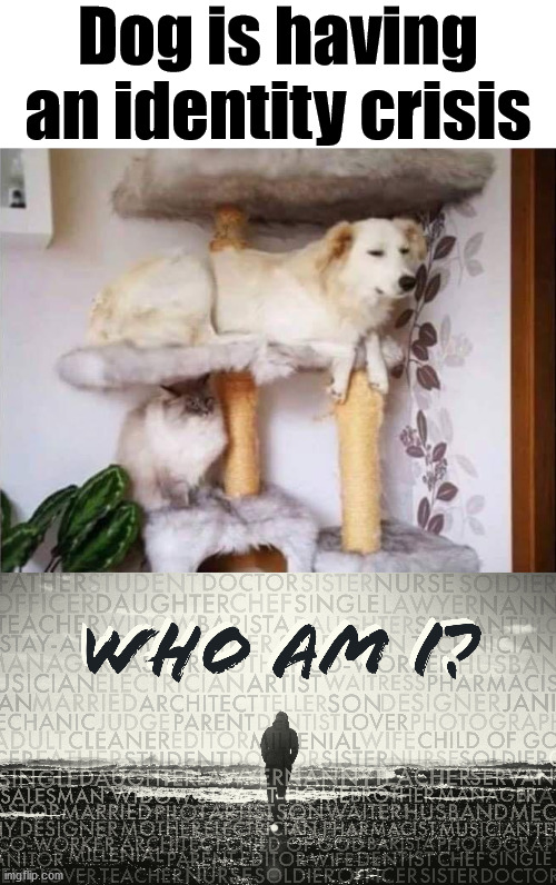 Dog is having an identity crisis | image tagged in who am i,dogs | made w/ Imgflip meme maker