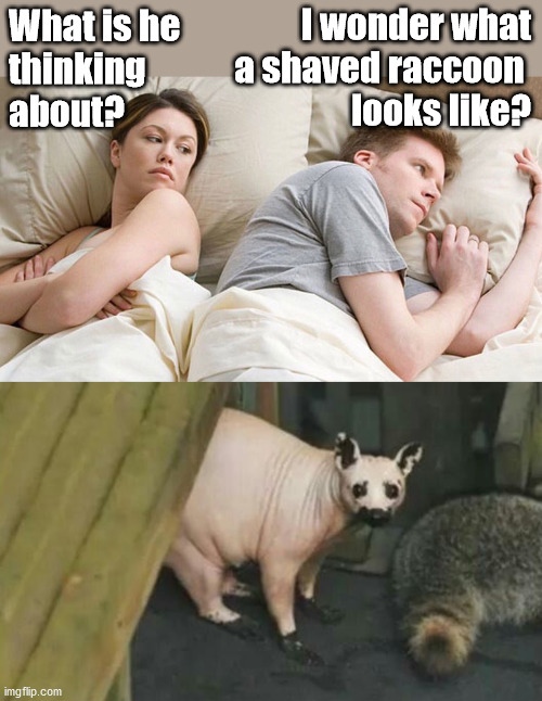 Now you know. | I wonder what a shaved raccoon 
looks like? What is he 
thinking 
about? | image tagged in i bet he's thinking of other woman,raccoon | made w/ Imgflip meme maker