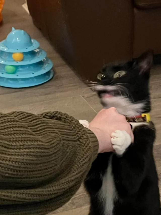 Throat punch cat Blank Meme Template