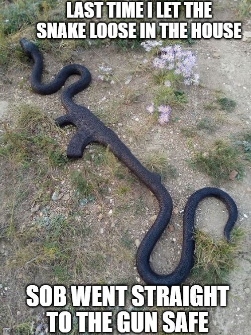 NEXT TIME WILL BE THE CAT | LAST TIME I LET THE SNAKE LOOSE IN THE HOUSE; SOB WENT STRAIGHT TO THE GUN SAFE | image tagged in snakes,snake,gun | made w/ Imgflip meme maker