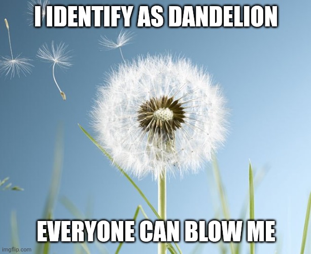 Blow me | I IDENTIFY AS DANDELION; EVERYONE CAN BLOW ME | image tagged in blow | made w/ Imgflip meme maker