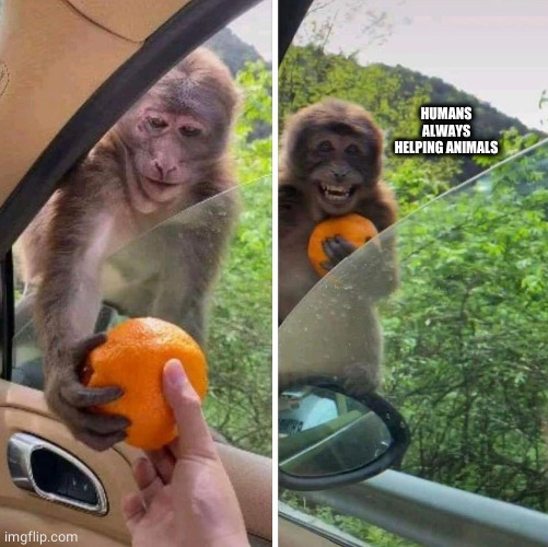 monkey getting an orange | HUMANS ALWAYS HELPING ANIMALS | image tagged in monkey getting an orange | made w/ Imgflip meme maker