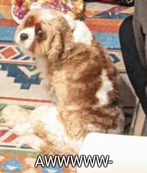 AWWWWW- | made w/ Imgflip meme maker