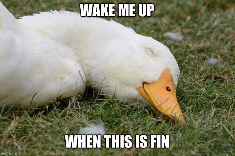 Fin finished | WAKE ME UP WHEN THIS IS FINISHED | image tagged in sleeping duck,finished | made w/ Imgflip meme maker