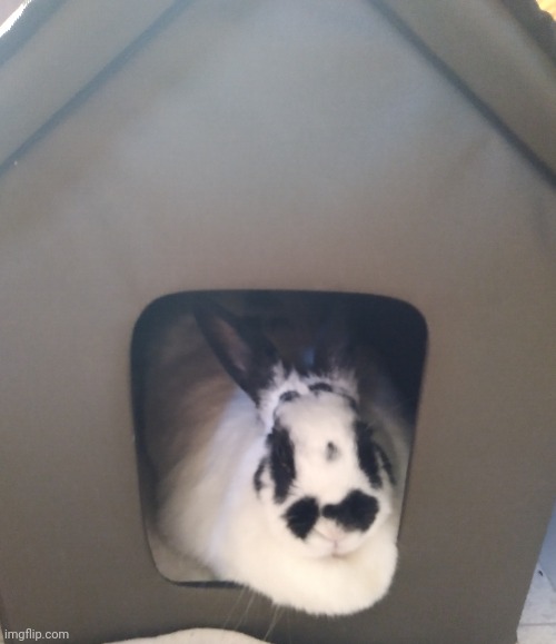 My dad bought my rabbit a heater cage and she loves it XD | made w/ Imgflip meme maker
