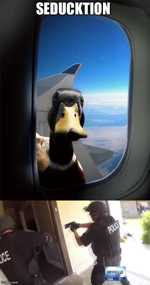 SEDUCKTION | image tagged in duck plane window,fbi open up | made w/ Imgflip meme maker